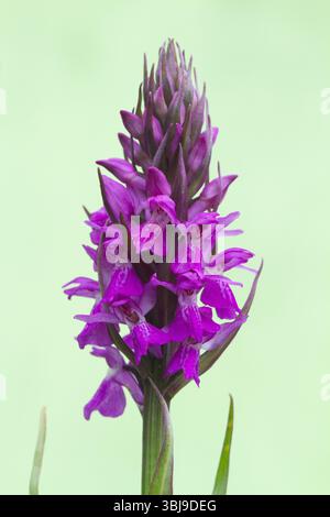 Orchide Foto Stock