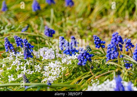 Cluster di fiori di Giacinto Blue Grape in mezzo alla copertura del suolo bianca Foto Stock