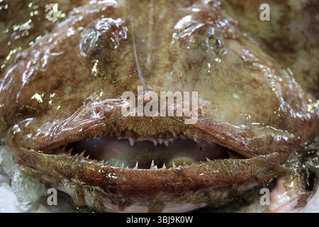 Rana pescatrice da vicino in una bancarella al mercato del pesce di Loulé, in Portogallo Foto Stock