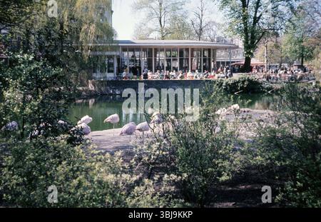 Café-Restaurant de Plantage im Artis Zoo di Amsterdam mit Flamingos im Vordergrund. / Café-Restaurant de Plantage all'Artis Zoo di Amsterdam con fenicotteri in primo piano. *Aufnahmedatum geschätzt/Data stimata* snapshot-Photography/A.Aldrige *** Café Restaurant de Plantage all'Artis Zoo di Amsterdam con fenicotteri in primo piano Café Restaurant de Plantage all'Artis Zoo di Amsterdam con fenicotteri in primo piano Data stimata fotografia istantanea Ad Aldrige Foto Stock