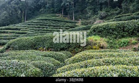 Piantagione di tè a Hangzhou in Cina. Cespugli di tè file su una collina, giovani germogli di tè verde, pronti per la raccolta Foto Stock