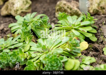 San Gallo, Svizzera, 20 febbraio 2025 pianta Rosularia sempervivum presso il giardino botanico Foto Stock