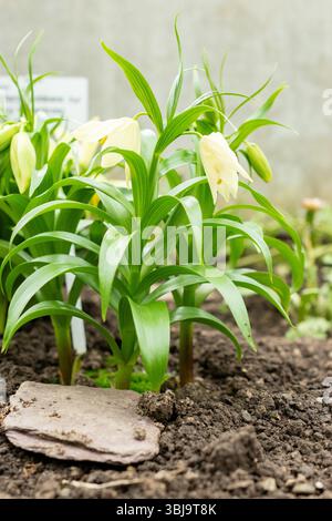 San Gallo, Svizzera, 20 febbraio 2025 pianta Fritillaria Raddeana presso l'orto botanico Foto Stock