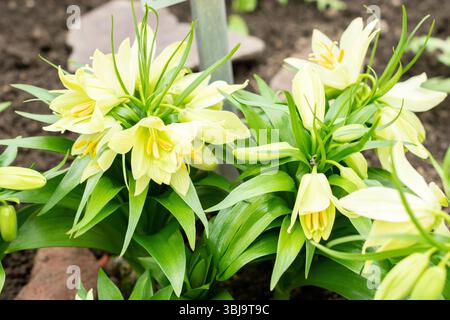 San Gallo, Svizzera, 20 febbraio 2025 pianta Fritillaria Raddeana presso l'orto botanico Foto Stock