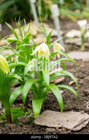 San Gallo, Svizzera, 20 febbraio 2025 pianta Fritillaria Raddeana presso l'orto botanico Foto Stock
