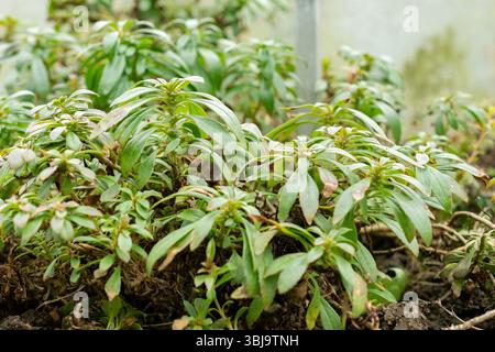 San Gallo, Svizzera, 20 febbraio 2025 pianta Penstemon Cardwellii presso il giardino botanico Foto Stock