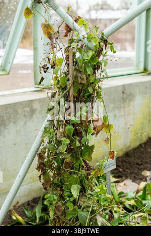 San Gallo, Svizzera, 20 febbraio 2025 pianta di Convolvulus Siculus presso l'orto botanico Foto Stock