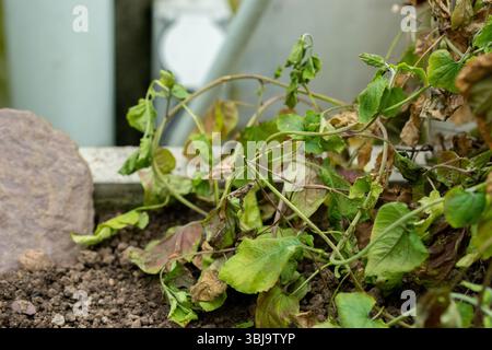 San Gallo, Svizzera, 20 febbraio 2025 pianta di Convolvulus Siculus presso l'orto botanico Foto Stock