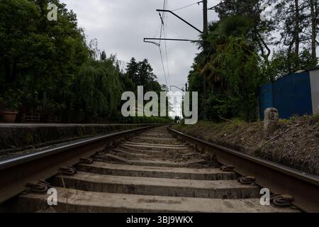 Binari ferroviari tra alberi, ferrovie Foto Stock