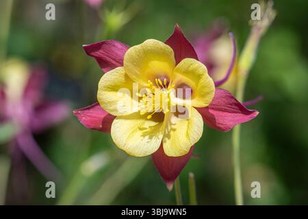Colorato fiore aquilegia, chiamato anche cofano granato o columbine, che fiorì durante giugno o estate, Inghilterra, Regno Unito Foto Stock