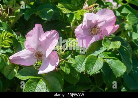Rosa "FRU dagmar hastrup", Rugosa Rose con fragranti fiori rosa pallido, fioritura a giugno, Inghilterra, Regno Unito Foto Stock