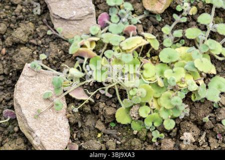 San Gallo, Svizzera, 20 febbraio 2025 pianta Cymbalaria Pilosa presso il giardino botanico Foto Stock