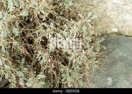 San Gallo, Svizzera, 20 febbraio 2025 Verbascum Spinosum pianta presso il giardino botanico Foto Stock