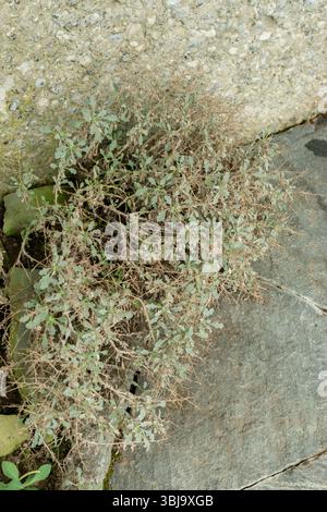 San Gallo, Svizzera, 20 febbraio 2025 Verbascum Spinosum pianta presso il giardino botanico Foto Stock