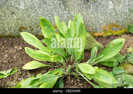 San Gallo, Svizzera, 20 febbraio 2025 pianta di Cynoglossum Creticum presso il giardino botanico Foto Stock