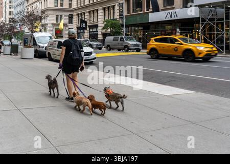 Vista posteriore di un uomo che cammina quattro cani con guinzagli sul marciapiede nel centro di New York City, New York, Stati Uniti. Foto Stock