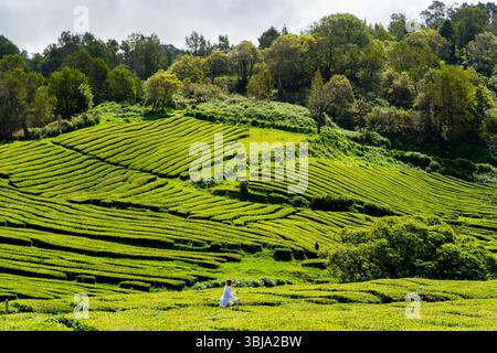 Vista delle piantagioni di tè di Cha Gorreana sull'isola di Sao Miguel, Azzorre Portogallo. Foto Stock
