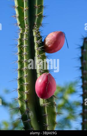 Cactus Mandacaru con frutti rossi nel bioma Caatinga di São João do Cariri, Paraíba, Brasile. Foto Stock