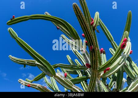 Cactus Mandacaru con frutti rossi nel bioma Caatinga di São João do Cariri, Paraíba, Brasile. Foto Stock