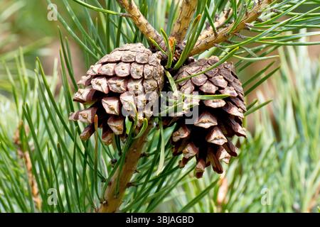 Pino di Scot (pinus sylvestris), primo piano di due coni maturi di pino appesi al ramo di un albero, le scaglie si aprono dopo aver rilasciato i suoi semi Foto Stock