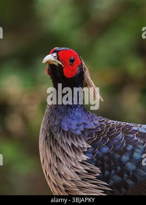 Kalij Pheasant - maschio, Kalij è un fagiano che si trova nelle foreste e nei boschi, specialmente nelle colline pedemontane dell'Himalaya. Foto Stock