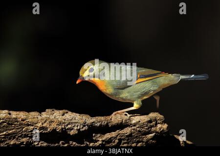 Una vivace Leiothrix dal becco rosso che mostra il suo piumaggio verde oliva e la gola arancione-giallo brillante Foto Stock