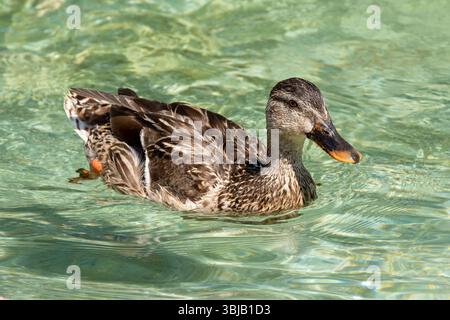 l'anatra Foto Stock
