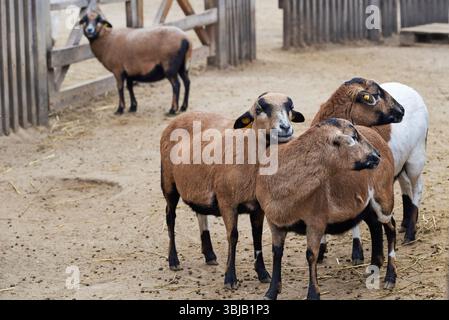 Il nano del Camerun è una razza camerunese di pecore domestiche Foto Stock