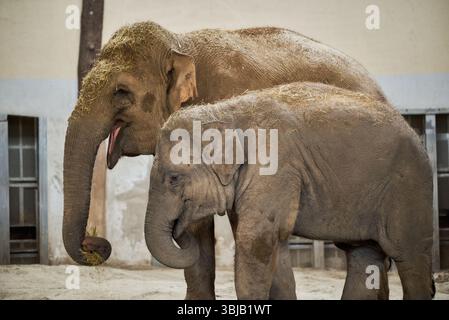 L'elefante asiatico (Elephas maximus) con elefante bambino Foto Stock