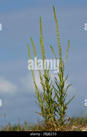 Fiori di saldatura gialli all'inizio dell'estate, noti anche come erbacce di Dyer o Reseda luteola UK May Foto Stock