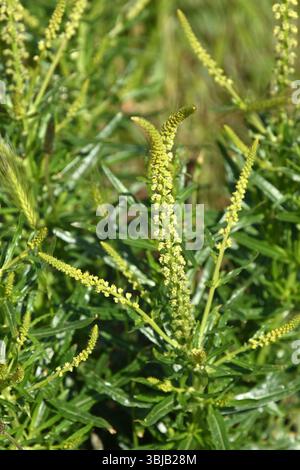 Fiori di saldatura gialli all'inizio dell'estate, noti anche come erbacce di Dyer o Reseda luteola UK May Foto Stock
