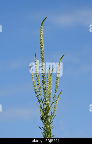 Fiori di saldatura gialli all'inizio dell'estate, noti anche come erbacce di Dyer o Reseda luteola UK May Foto Stock