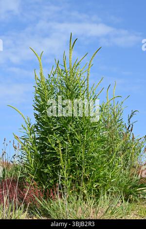 Fiori di saldatura gialli all'inizio dell'estate, noti anche come erbacce di Dyer o Reseda luteola UK May Foto Stock