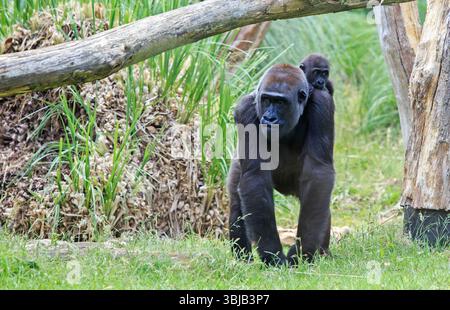 Madre Western Lowland Gorilla che porta il suo piccolo e carino bambino sulla schiena e cammina su un'erba verde lussureggiante Foto Stock