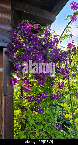Clematis, un vigoroso vitigno arrampicante, copre un palo di legno e un traliccio con una profusione di profondi fiori viola e foglie verdi, crogiolandosi al sole luminoso Foto Stock