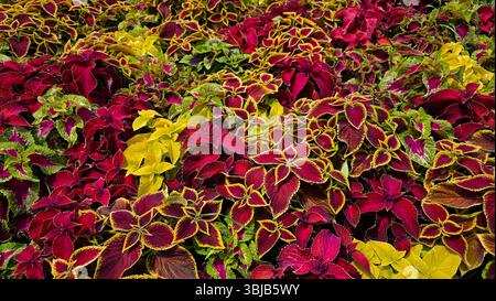 Il Coleus forma un denso tappeto di foglie multicolore nelle tonalità del rosso, del Bordeaux, del giallo e del verde, ogni foglia è contornata da colori contrastanti Foto Stock