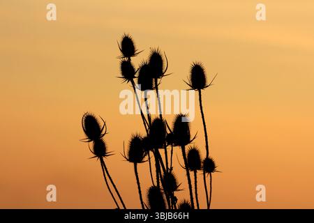 Un gruppo di teste di semi di Dipsacus si staglia alto, con una silhouette che si staglia contro un cielo arancione che si illumina di tramonto, e le loro forme spinose creano contorni spettacolari Foto Stock