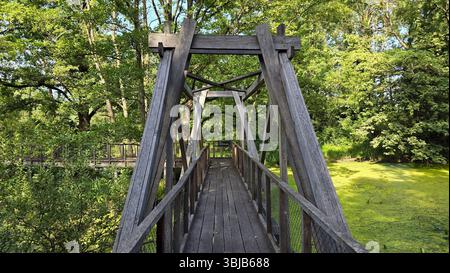 Robusta passerella in legno con sostegni geometrici a capriata e ringhiere a rete attraversa una verde zona umida, circondata da fitti alberi frondosi e acquatiche Foto Stock