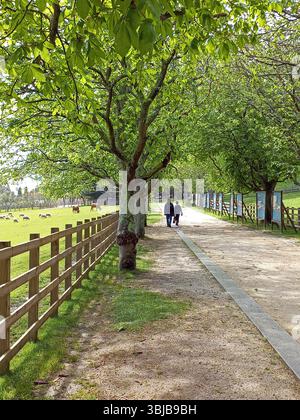 Sentiero sterrato alberato lungo un pascolo recintato con pecore e cavalli al pascolo, mentre due persone camminano sotto un lussureggiante fogliame primaverile Foto Stock