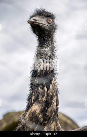 Immagine ad alta risoluzione che cattura le caratteristiche dettagliate della testa e del collo di uno struzzo con uno sfondo morbido Foto Stock