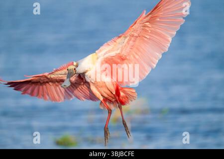 Roseate spoonbill (Platalea ajaja) in volo, partenza per atterrare, Florida, USA, di Dominique Braud/Dembinsky Photo Assoc Foto Stock