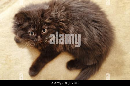 Piccolo gattino carino di due mesi. Stile scozzese Foto Stock