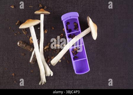 Funghi magici psilocibina freschi e secchi sulla superficie nera, vista dall'alto. Medicina alternativa. Microdosaggio Foto Stock