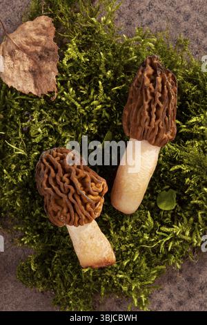 Foto di dettaglio della Verpa bohemica - funghi commestibili e deliziosi noti come Early morel o tappo a ditale rugoso sul muschio verde Foto Stock