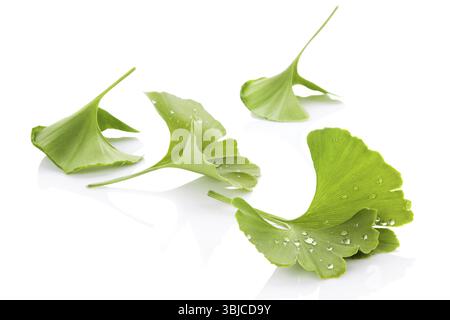 Foglie di Ginkgo con goccioline d'acqua isolate su sfondo bianco con riflesso. Medicina alternativa, integratore nutrizionale Foto Stock