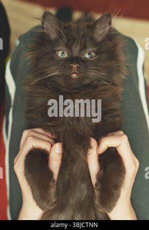 Piccolo gattino carino di due mesi. Stile scozzese Foto Stock