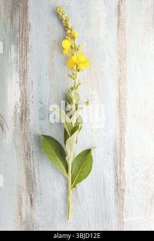 Verbascum, fiore comune di mullein su sfondo di legno blu. Pianta medicinale, medicina alternativa. Vista dall'alto Foto Stock