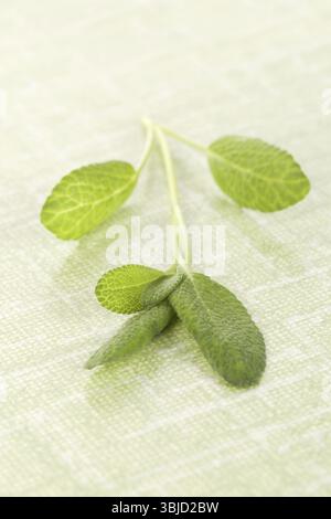 Foglie di salvia fresche isolate su sfondo verde. Cucina culinaria e medicina alternativa Foto Stock