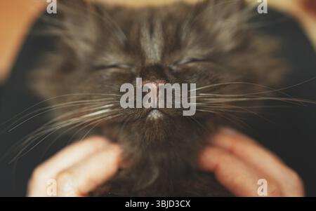 Piccolo gattino carino di due mesi. Stile scozzese Foto Stock
