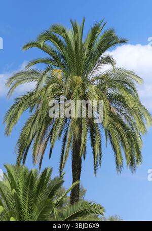 Datteri verdi sulla palma Foto Stock